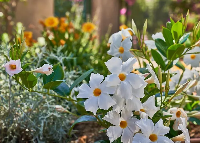 To Be Sea View 3* 卡普里